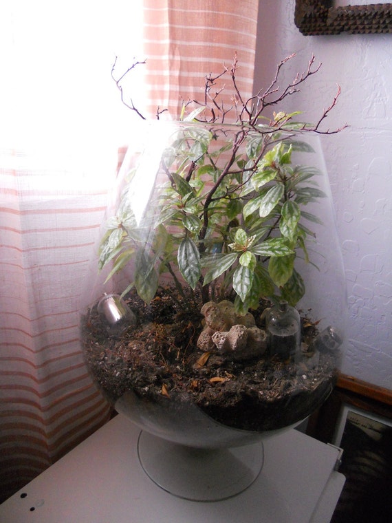 Large Glass Terrarium Free Shipping