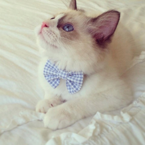 Blue and White Seersucker Break Away Bowtie Collar for Kittens