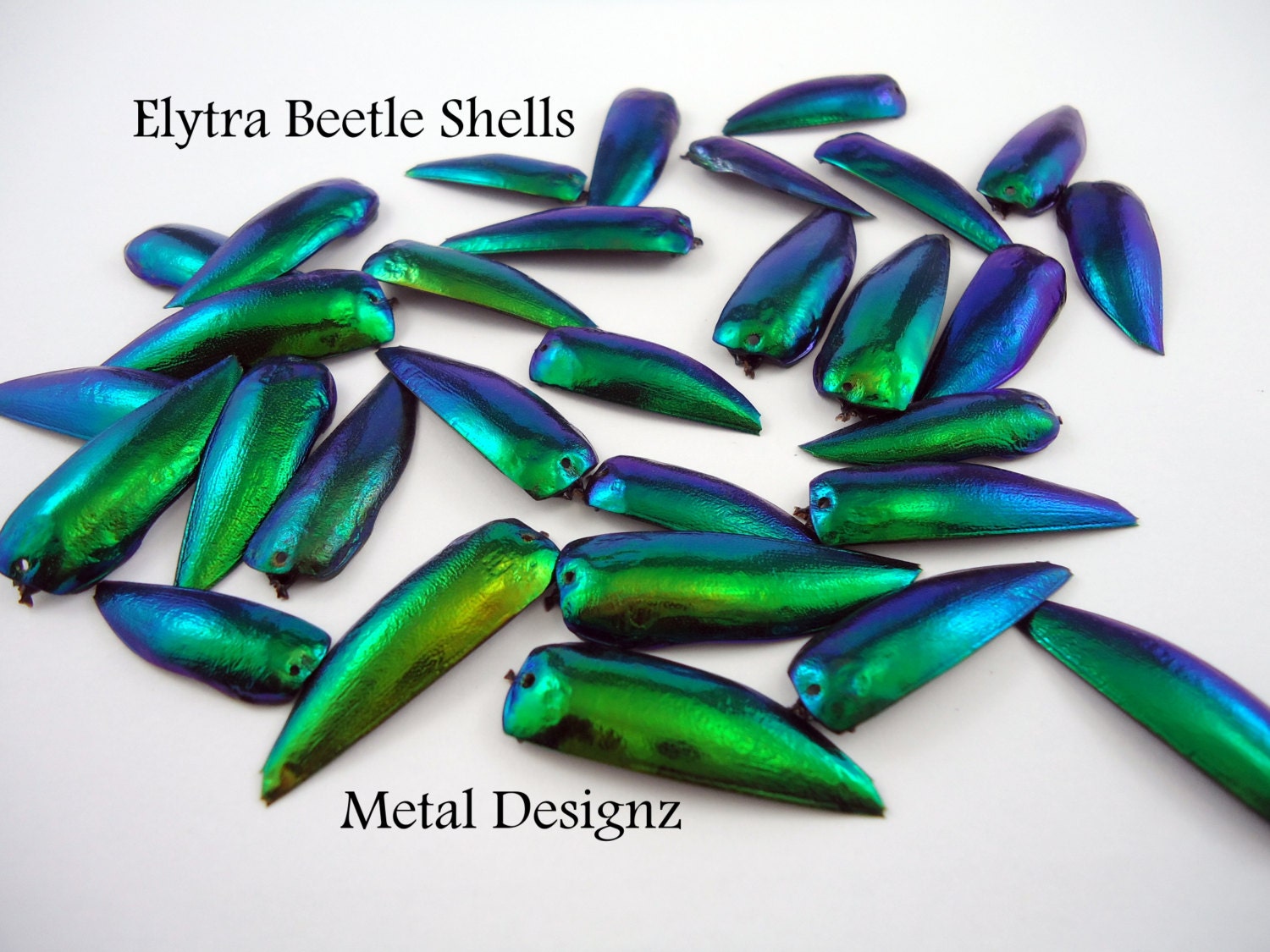 Elytra Beetle Shells Wings Pack of 10 Hand drilled