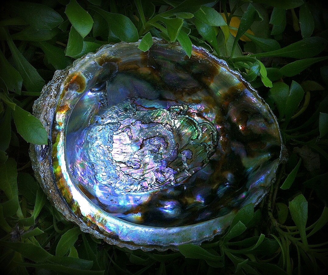 Abalone Smudging Shell