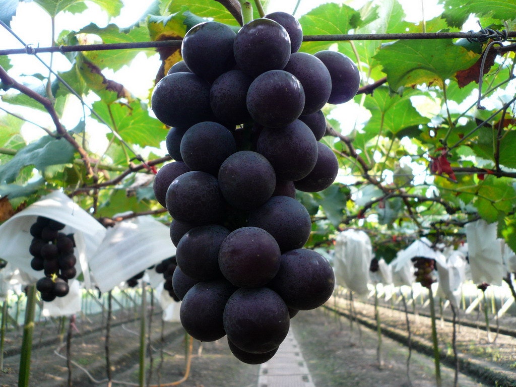 Organic Heirloom 5 Seeds Taiwan Kyoho Grape Grapes Seeds Rare