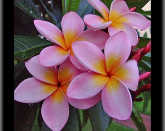 Plumeria Frangipani Pink & Orange Flowers live plant cutting/ FAIRY GARDEN
