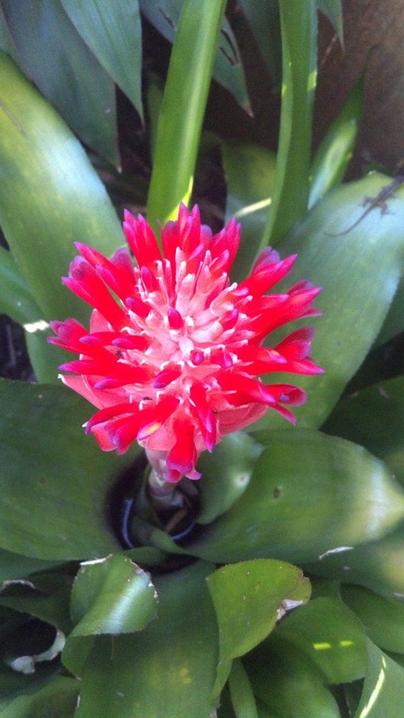 Blooming Bromeliad Air Plant Pups Green Lipstick Plant