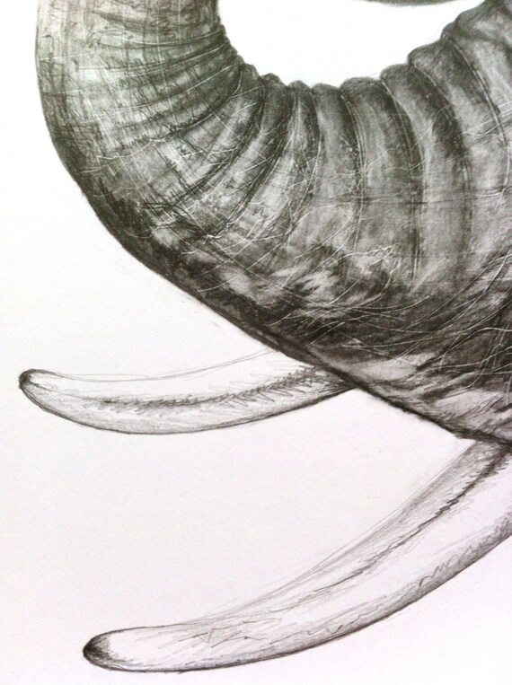 Print Baby Elephant Head Drawing in Graphite
