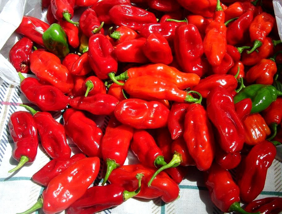 Sweet Datil Pepper 10 rare seeds fruity flavor huge plants