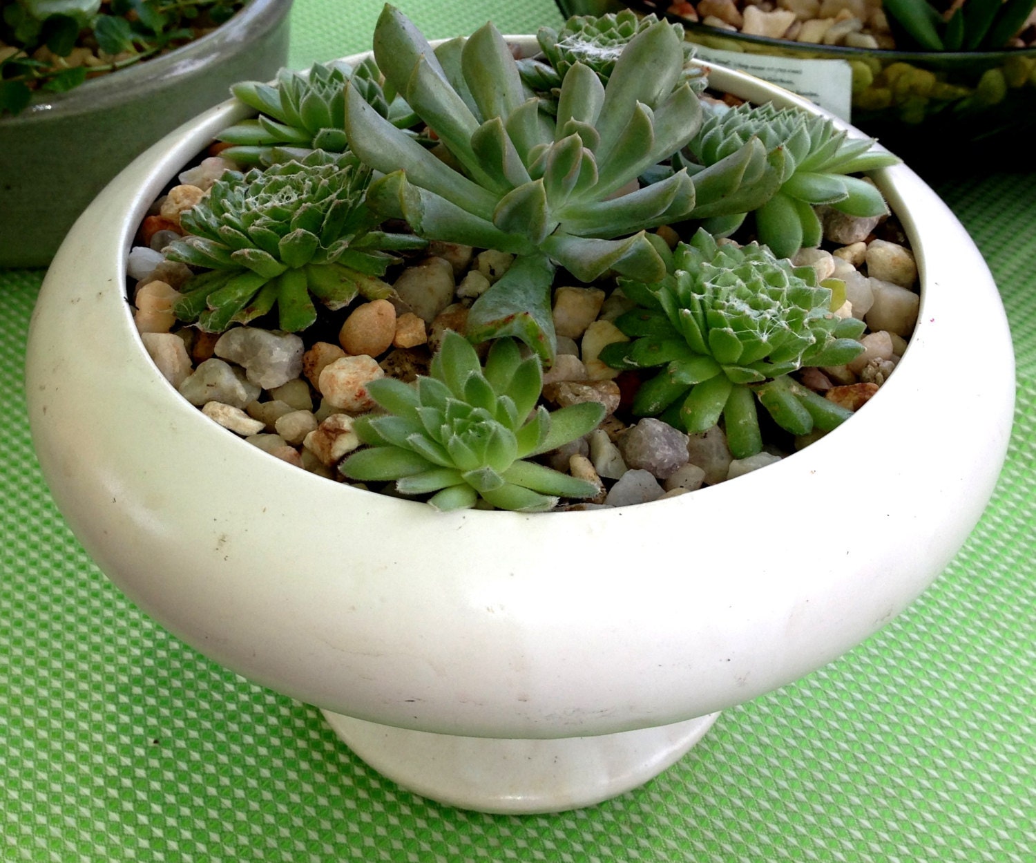 succulent dish gardens