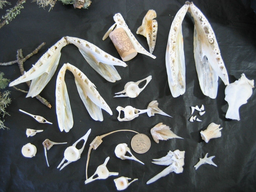 рыбка из кости. нэцкэ рыбка. нэцкэ карп. как сделать из кости рыбу. как сделать из кости рыбу.