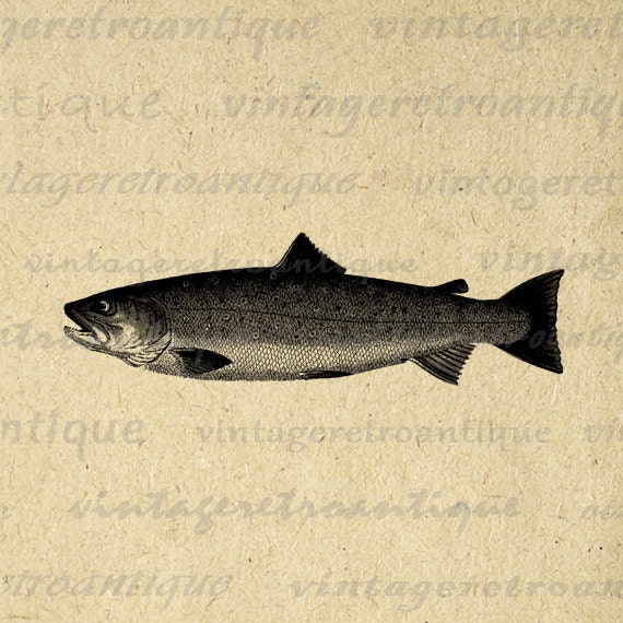 Digital Image Trout Printable Fish Graphic Download Illustration
