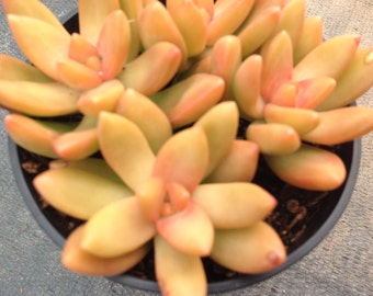 Succulent Plant Sedum Nussbaumerianum, Coppertone Stonecrop. This plant has natural earth tone colors. Just a brilliant plant.