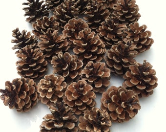 25 Norway red pine cones
