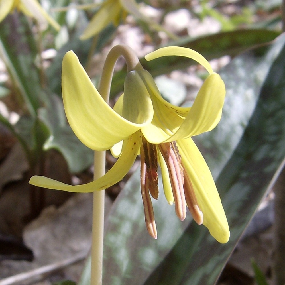 Trout Lily. Erythronium. 30 Seeds