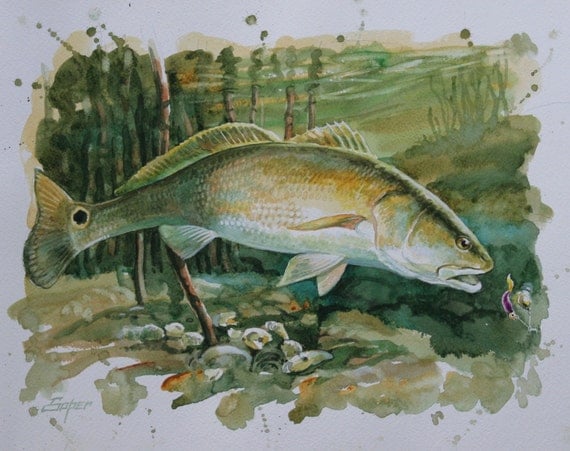 Fine art print of redfish watercolor painting by Patrick