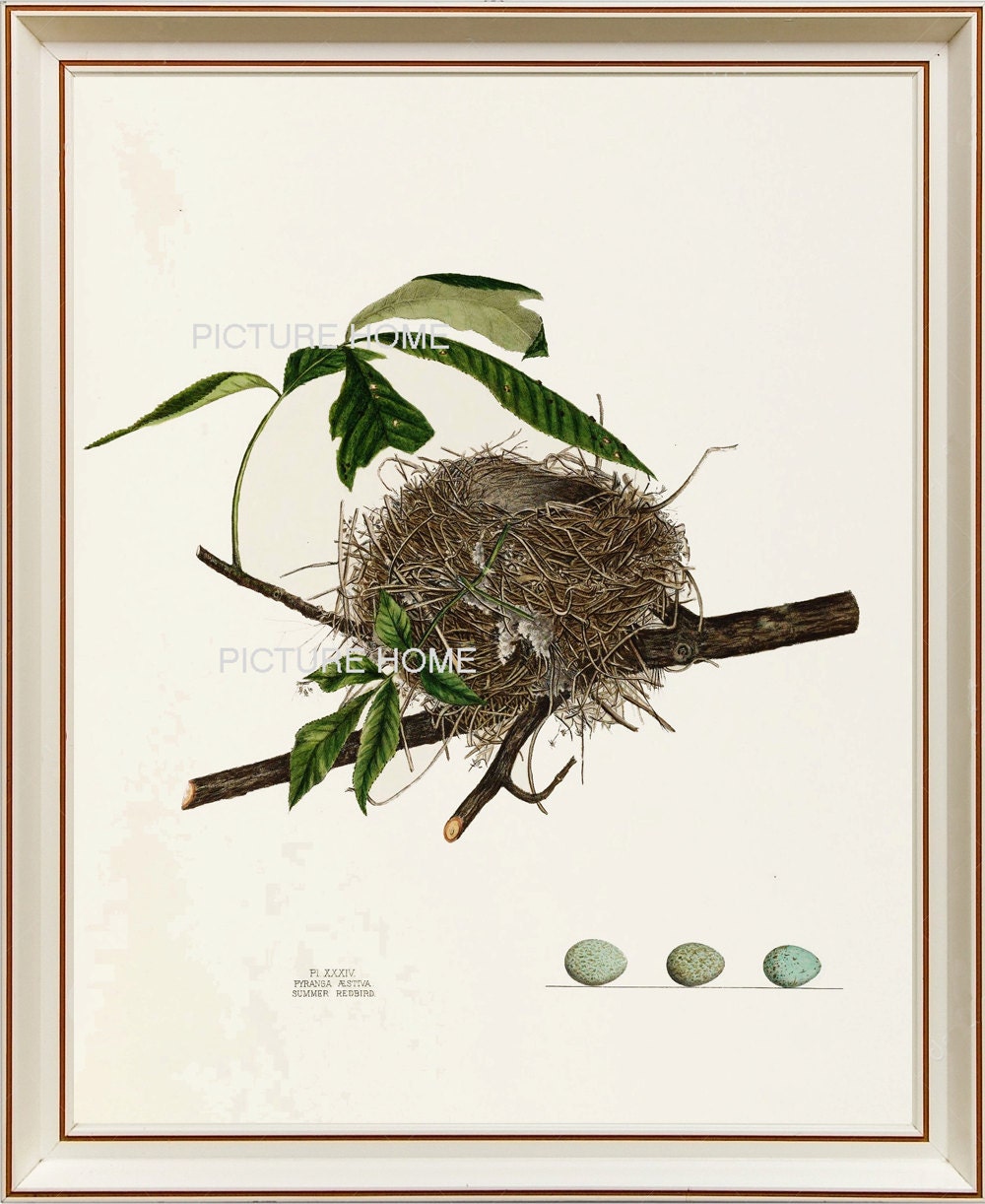 Bird Nest Print 39 Beautiful 8X10 Antique Art Room Decoration