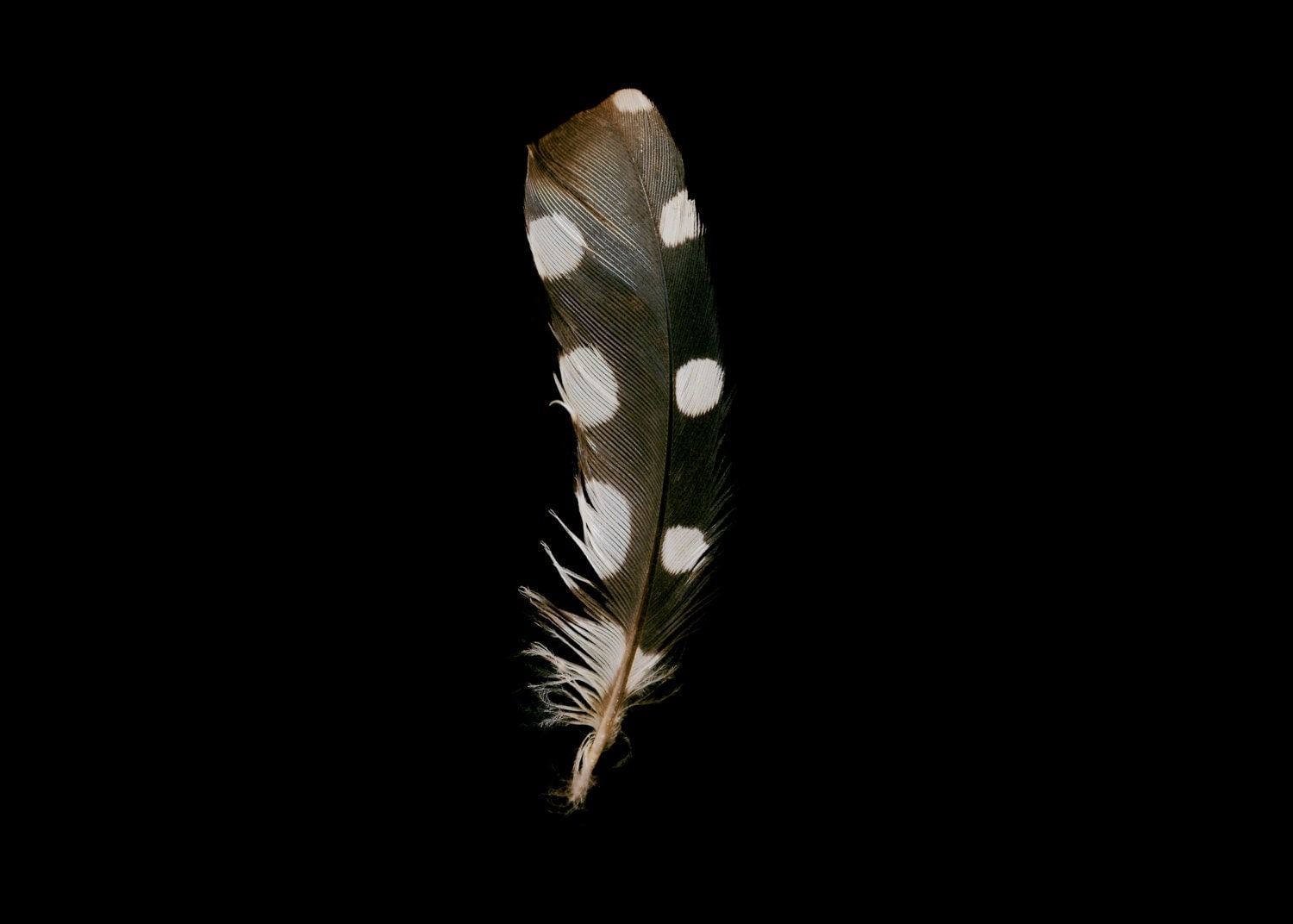 Spotted Woodpecker Feather Portrait Polka Dot Photography