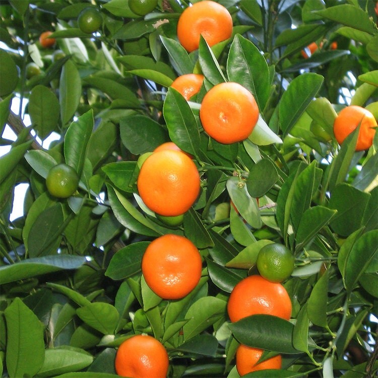 Calamondin Tree Calamondin Orange Tree by