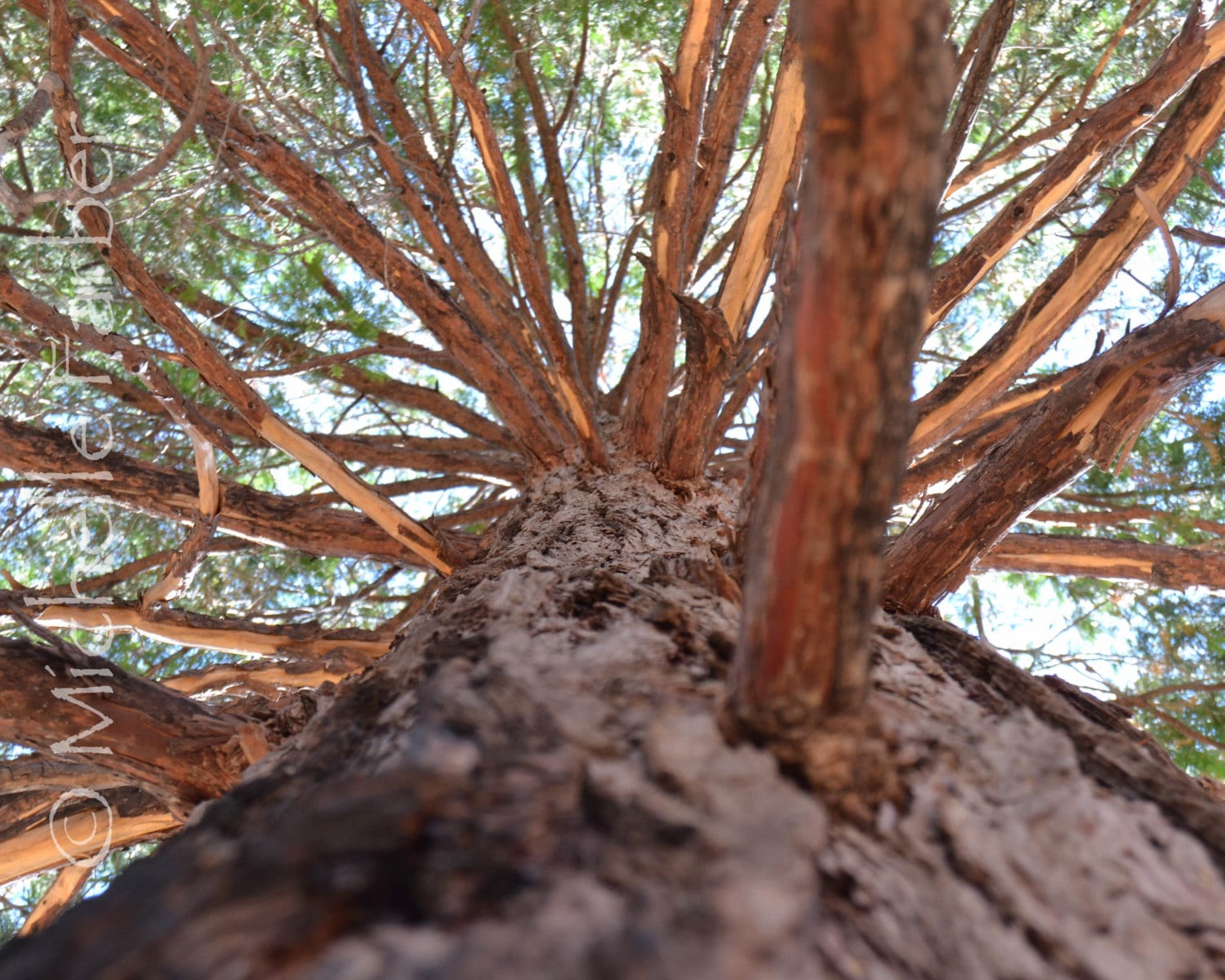 Tree Branches Photo Incense Cedar Low Angle Shot by FlashSnap