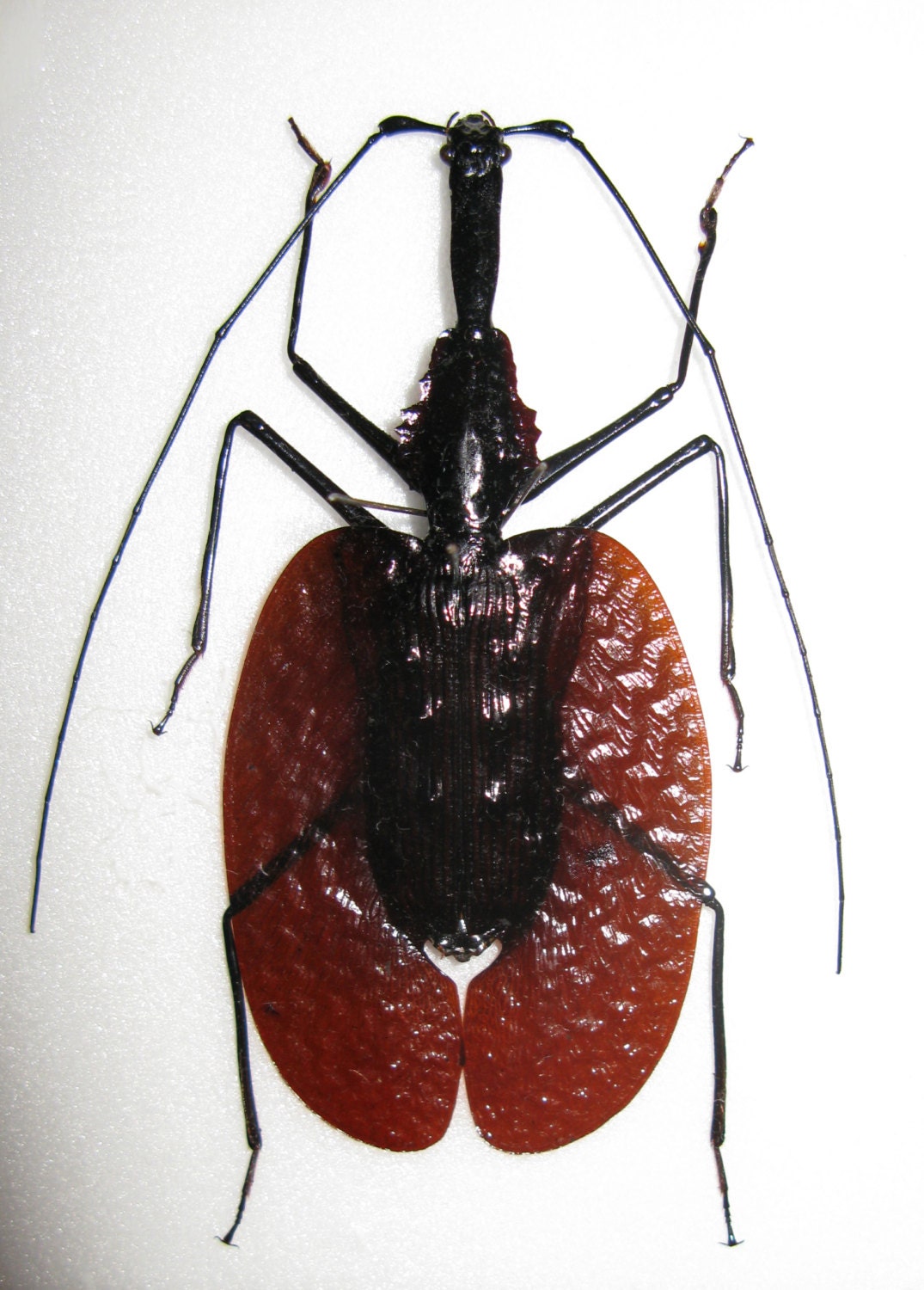 OVERSTOCK Large Violin Beetles Mormolyce phyllodes Real