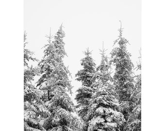 Snowy Pine Tree Drawing