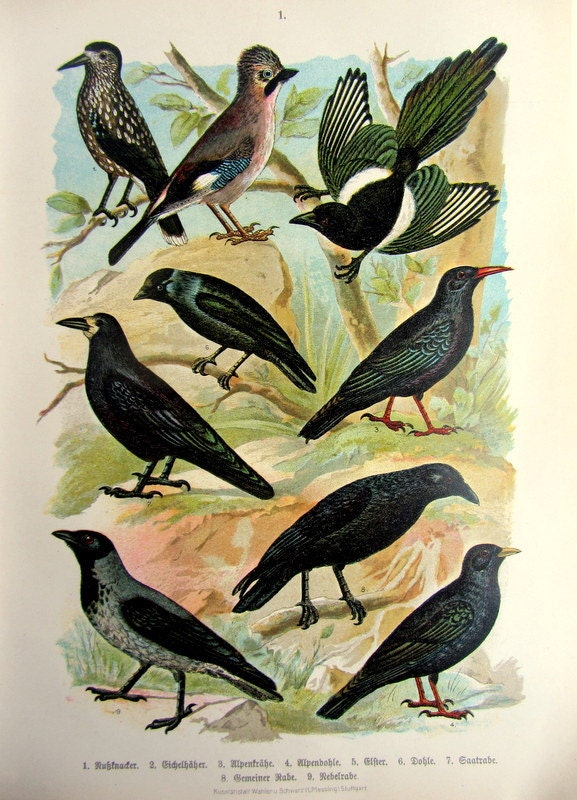 1922 antique different species of crows print by LyraNebulaPrints