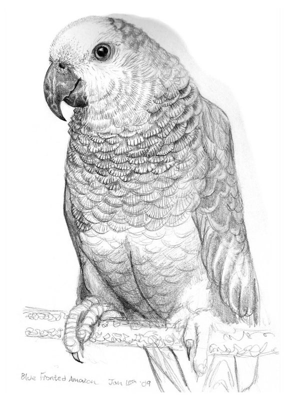 Items similar to Parrot drawing postcard Pencil drawing