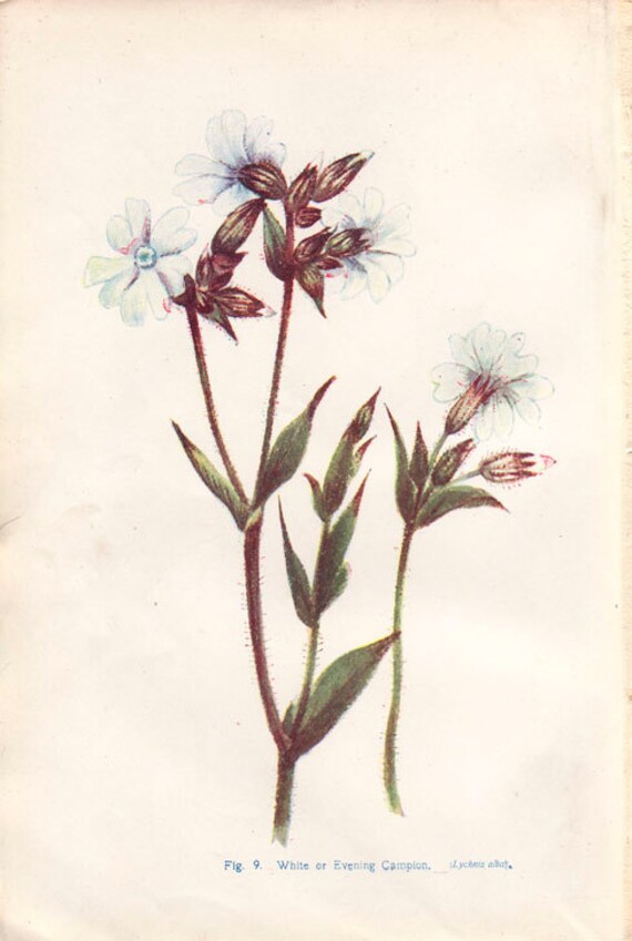 1911 Antique Botanical Print Vintage Flower Art by AgedPage