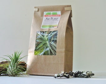 AIR PLANT Terrarium Grab Bag - Air Plant, Tillandsia, Living Home Decor, Gift, DIY, Lichen , Reindeer Moss, Surprise Gift, Modern, Natural