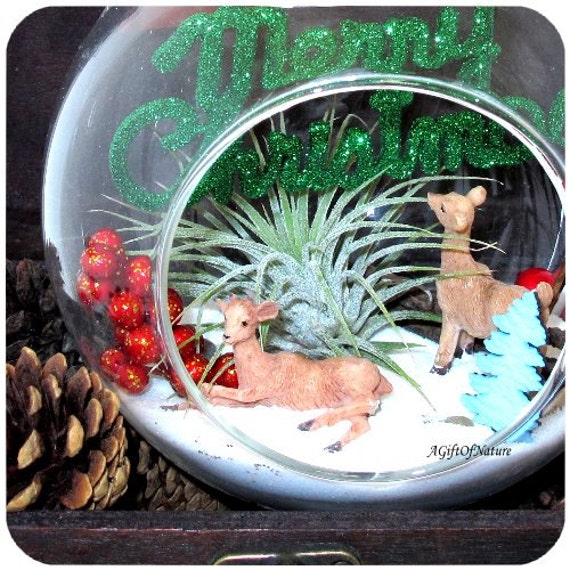 Air Plant Terrarium Christmas Ornament A Gift Of Nature