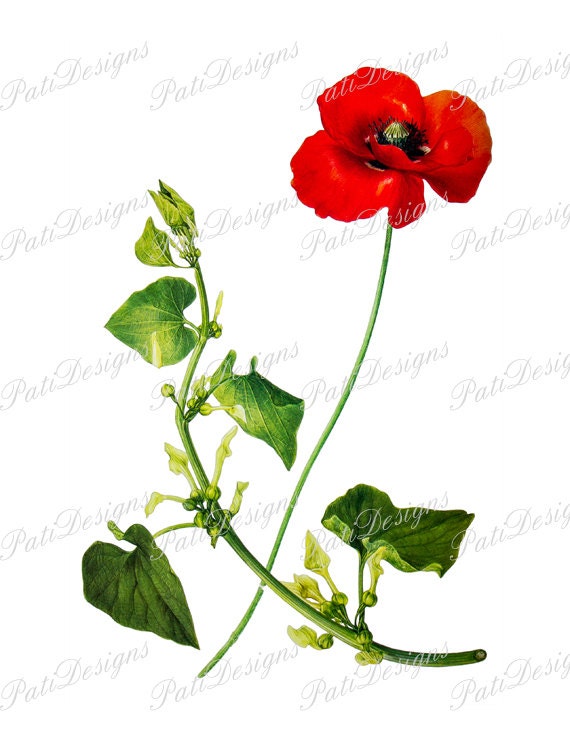 free clip art poppy flowers - photo #26