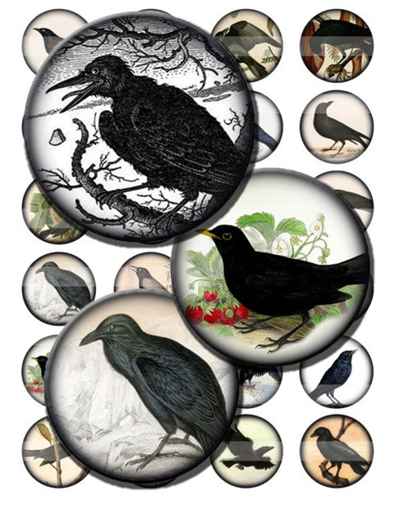 Crows Blackbirds Ravens Birds Halloween Gothic Digital Images