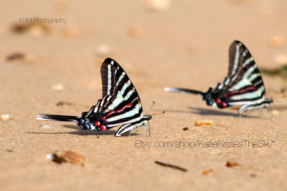 Butterfly Oasis Series #4 "Beach Butterflies" 8x12 PRINT (Watermark for display purposes ONLY) Beachy Nature Photography Love Beach Summer