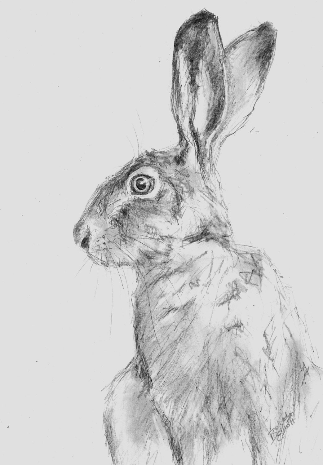 ORIGINAL A4 Pencil Wildlife Animal Drawing of by BelindaElliottArt