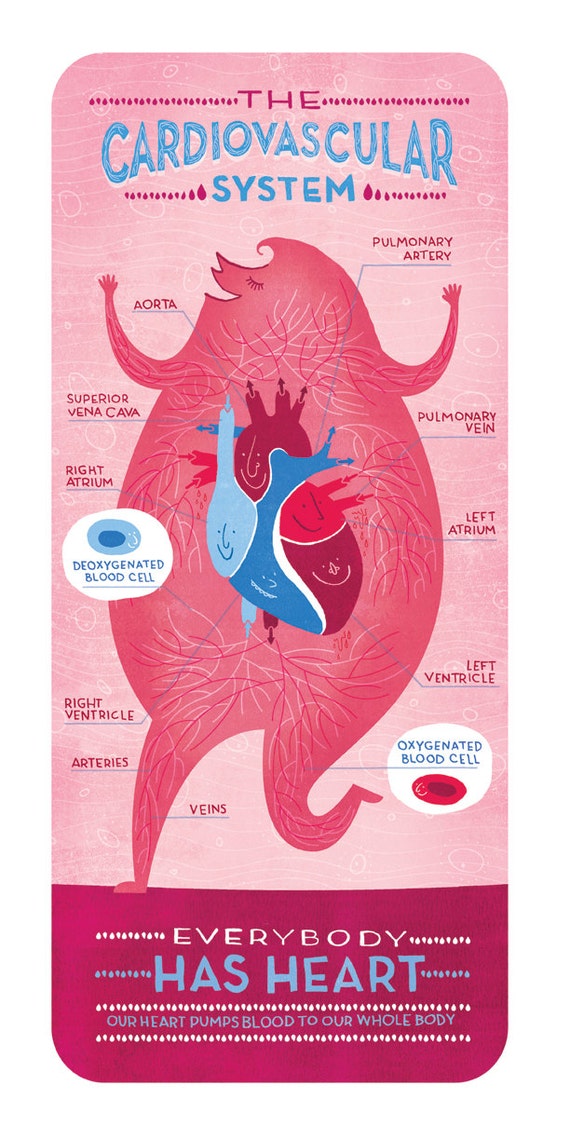 The Cardiovascular System Poster