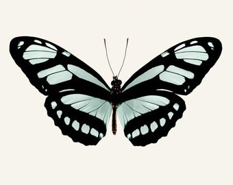 Butterfly Wall Art Print, Photography, Insect Art, Aqua, Black, Butterfly Art, Large Wall Art Print, Fine Art Photograph, Butterfly Photo