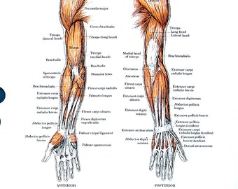 Muscles of the Arm, Muscles of the Trunk - Anatomy Medical Chart - 1974 Vintage Book Page - 7 x 10