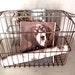 Vintage Wald Bicycle Rear Double Basket