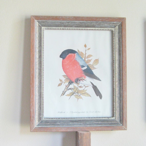 Vintage Framed Bird Prints David Andrews Blue Titmose and