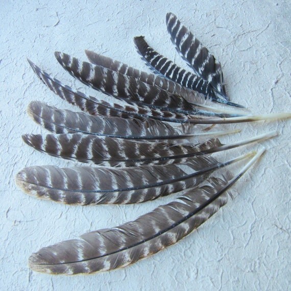 Nine Large Wild Turkey Feathers