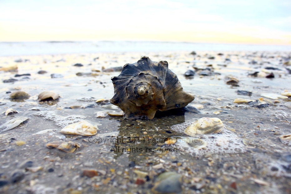 Botany Bay Shell Conch Whelk Welk Edisto Beach SC Carolina