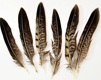 Ringneck Pheasant Quill Wing Feathers No: 5E - Natural, 5"-6" (6pcs)