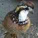Vintage Taxidermy Mounted Bobwhite Quail Bird Educational Log Stand