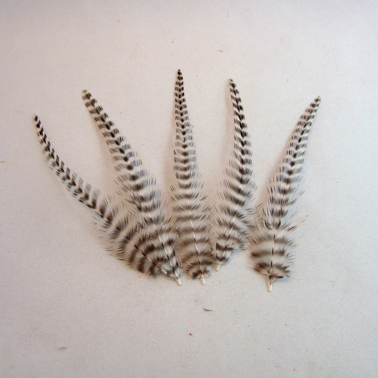 24 thin grizzly feathers barred black and white 2 to 3 inches