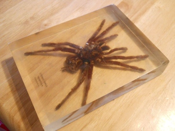 Real tarantula encased in resin paperweight by JeanRameyArt