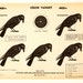 Vintage Winchester Crow Shooting Target c.1950s (12 x 9 inches) - Collectible, Home Decor, Paper Projects, and more
