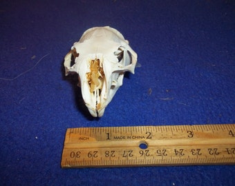 Real Animal Bone Raccoon skull head skeleton Part teeth man
