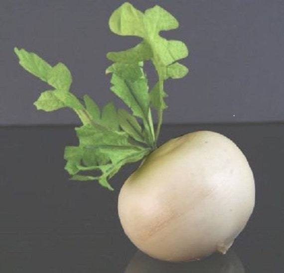 25 Giant White Turnip Seeds1130A