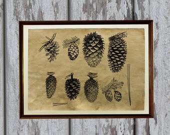 Pine cone home decorations Pine cone home decorations
