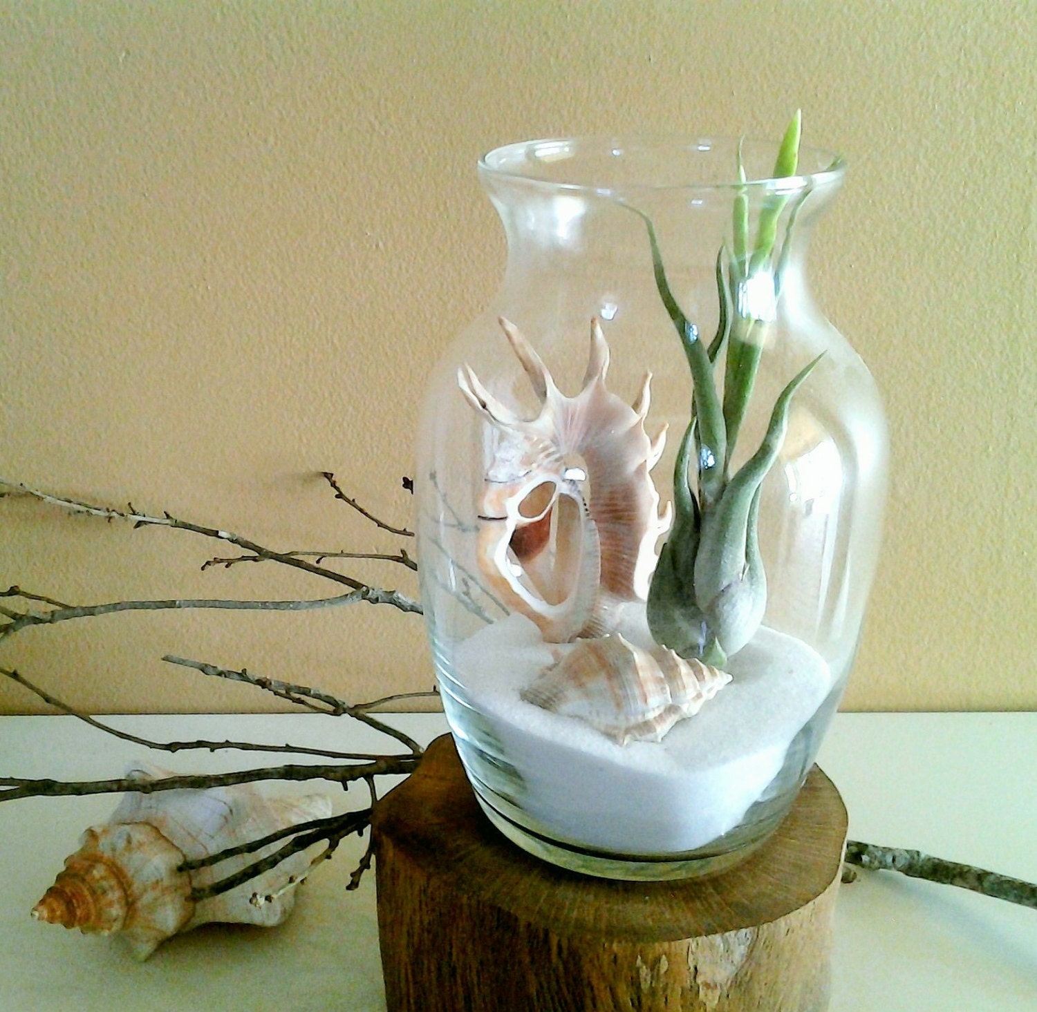 Air plant terrarium glass vase Air plants Sea shells