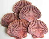 Beach Decor - 5 Flat Mexican Scallop Shells