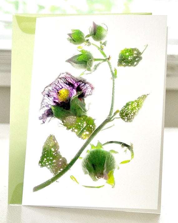 Artist Floral Note Card - Margie's Rose of Sharon - Free Shipping in the US