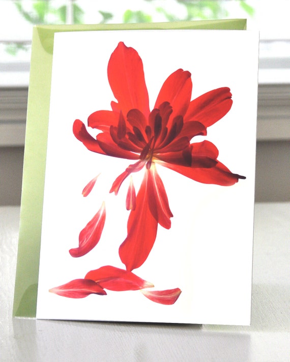 Note Card--Floral Card---Begonia Array--Two Sizes